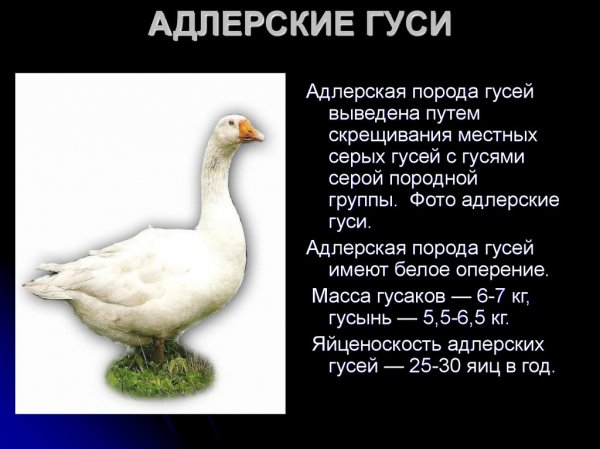 Адлерские гуси