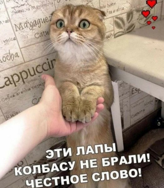 Честные глаза
