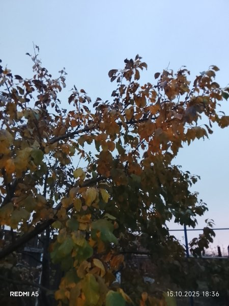 picture_398632861