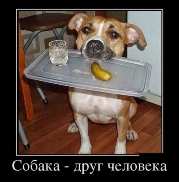Собака