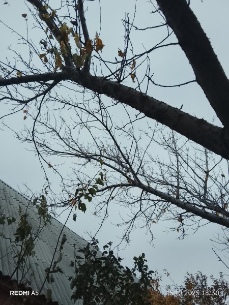 picture_398632555