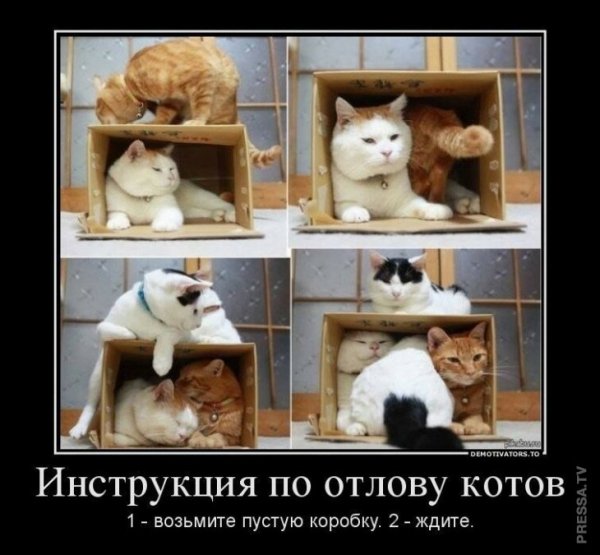 Инструкция по отлову котов