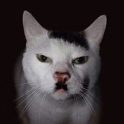 Котейка #### ГИТЛЕРА...