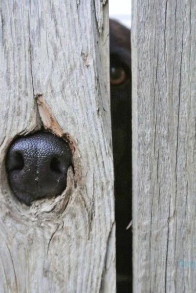 Needs to be booped #cuteanimals