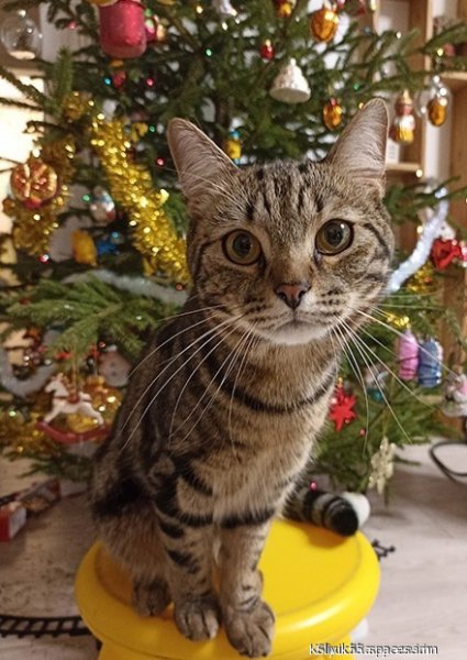 Кот