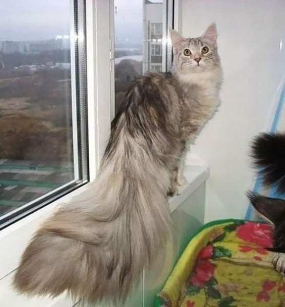 норвежская лесная кошка