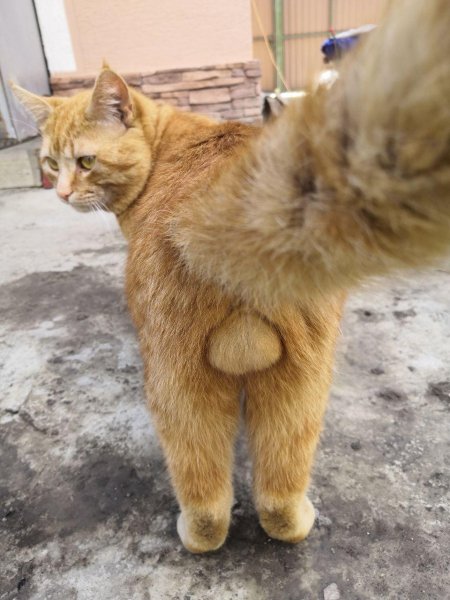 До-невозможного-прекрасные-яйца-яванского-леопарда-котэ-5972