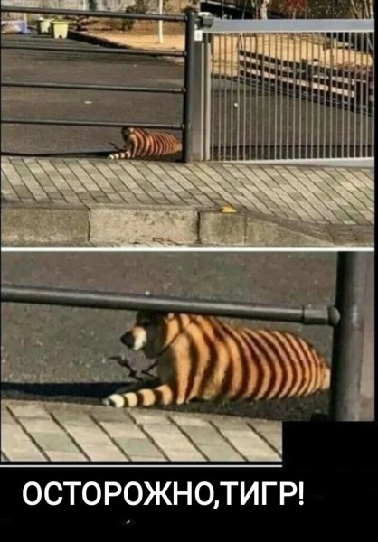 Тигр