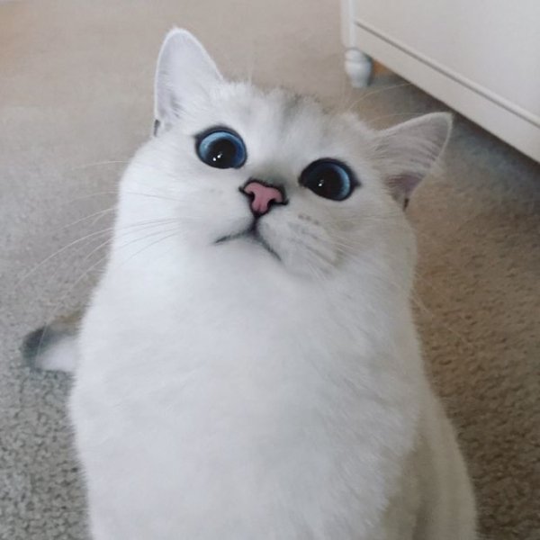 koт