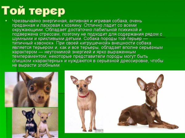 Той терьер